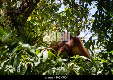 Eine junge Bornean Orang Utan Fütterung im Regenwald Stockfoto