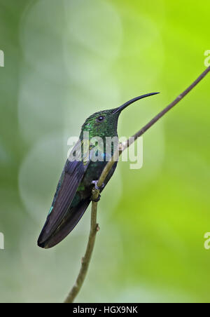 Grün-throated Carib (Eulampis Holosericeus) Erwachsenen thront auf Zweig Fond Doux Plantage, St. Lucia, kleine Antillen, November Stockfoto