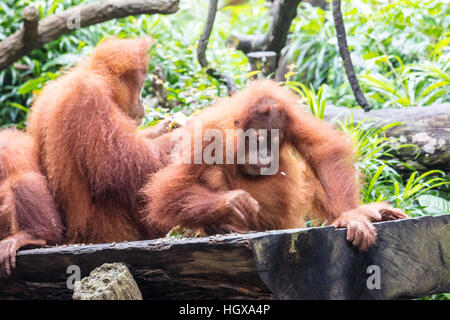 Junge Orang-Utans spielen in den Bäumen Stockfoto