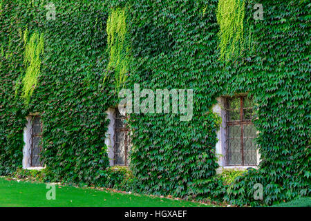 Hauswand Mit Wildem Wein, Dreispitzige Jungfernrebe Parthenocissus tricuspidata Stockfoto