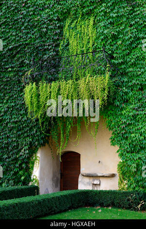 Hauswand Mit Wildem Wein, Dreispitzige Jungfernrebe Parthenocissus tricuspidata Stockfoto