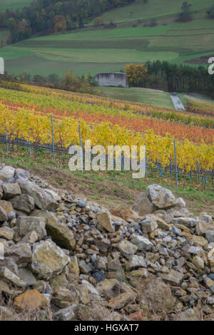 Weinberge, Ingelfingen, Künzelsau, Kochertal, Region Hohenlohe, Heilbronn-Franken, Baden-Württemberg, Deutschland Stockfoto
