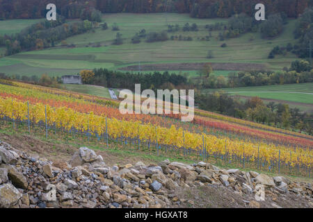 Weinberge, Ingelfingen, Künzelsau, Kochertal, Region Hohenlohe, Heilbronn-Franken, Baden-Württemberg, Deutschland Stockfoto