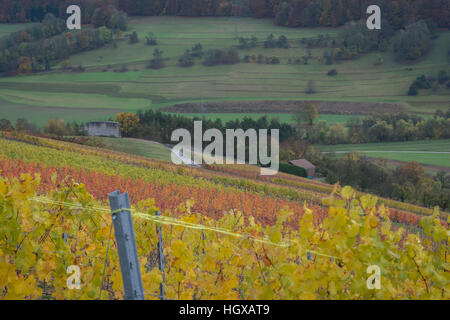 Weinberge, Ingelfingen, Künzelsau, Kochertal, Region Hohenlohe, Heilbronn-Franken, Baden-Württemberg, Deutschland Stockfoto