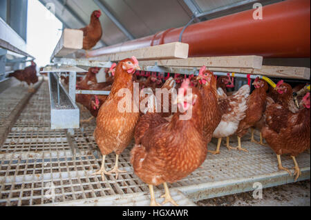 Mobile Hühnerstall mit Solarzelle, Schwäbisch Hall, Region Hohenlohe, Heilbronn-Franken, Baden-Württemberg, Deutschland Stockfoto