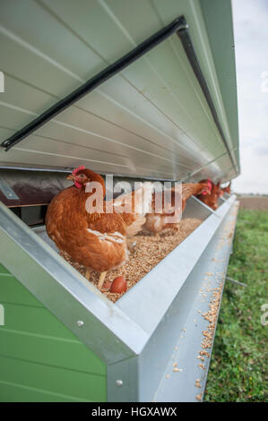 Mobile Hühnerstall mit Solarzelle, Schwäbisch Hall, Region Hohenlohe, Heilbronn-Franken, Baden-Württemberg, Deutschland Stockfoto