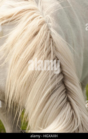 Nahaufnahme eines weißen Islandpferd, Equus Ferus Caballus, Mähne. Stockfoto