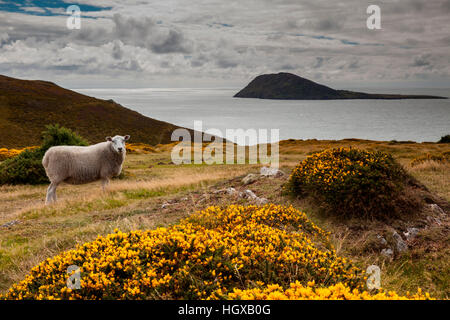 Braich-y-Pwll, Lynn Halbinsel, Wales, UK Stockfoto