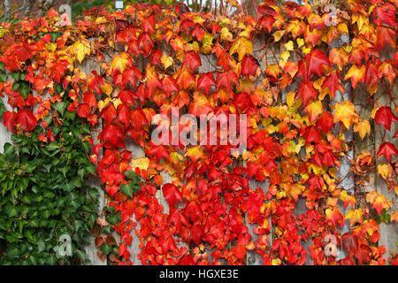 Wilder Wein Auch Dreispitzige Jungfernrebe (Parthenocissus Tricuspidata) Und Efeu (Hedera Helix) ein Einem Sichtschutzzaun, Schleswig-Holstein, Deutschland Stockfoto