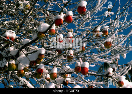 Eingefroren und Schnee bedeckt Äpfel hängen, Obstgarten-Apfelbaum, Okanagan Valley, BC, Britisch-Kolumbien, Kanada Stockfoto