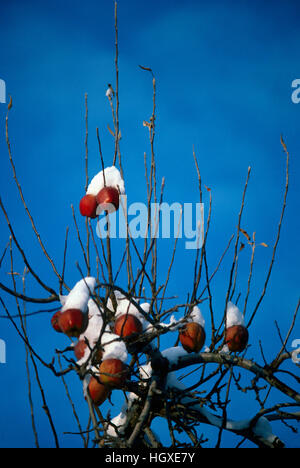 Eingefroren und schneebedeckte Äpfel am Obstgarten-Apfelbaum, Okanagan Valley, BC, Britisch-Kolumbien, Kanada Stockfoto