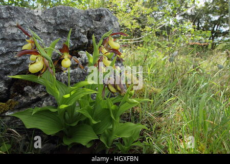 Lady Slipper Orchidee (Cypripedium Calceolus), in Blüte, an einem Standort Wiedereinführung im Nordwesten Englands Stockfoto