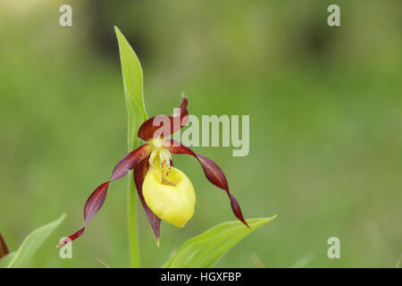 Lady Slipper Orchidee (Cypripedium Calceolus), in Blüte, an einem Standort Wiedereinführung im Nordwesten Englands Stockfoto