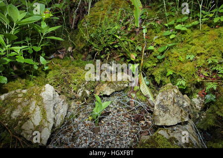 Lady Slipper Orchidee (Cypripedium Calceolus): die berühmte, illegal gepflanzt Blume in Silverdale in Lancashire, geschützt von Chic Stockfoto