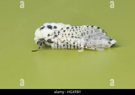 Leopard-Motte (Zeuzera Pyrina), vor einem grünen Hintergrund Stockfoto