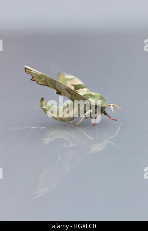 Lime Hawk-Moth (Mimas Tiliae), ruht auf glänzende Oberfläche mit Reflexion Stockfoto