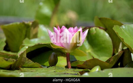 Blick auf Ebene einzelner rosa Seerose wachsen von Wasser umgeben von Blättern Stockfoto