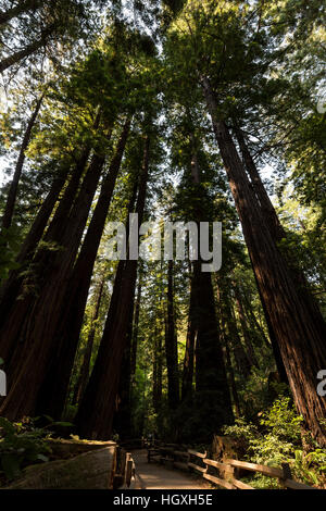 Muir Woods National Monument. August 2016. San Francisco, Kalifornien, Vereinigte Staaten von Amerika Stockfoto