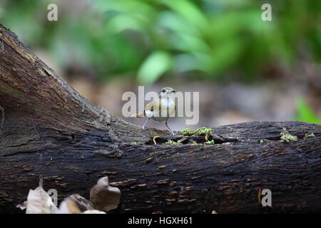 Fulvous-chested Dschungel-Fliegenschnäpper (Rhinomyias Olivacea) in Bali Barat Nationalpark, Insel Bali, Indonesien Stockfoto