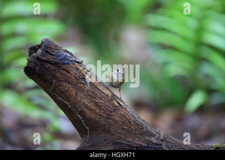 Fulvous-chested Dschungel-Fliegenschnäpper (Rhinomyias Olivacea) in Bali Barat Nationalpark, Insel Bali, Indonesien Stockfoto