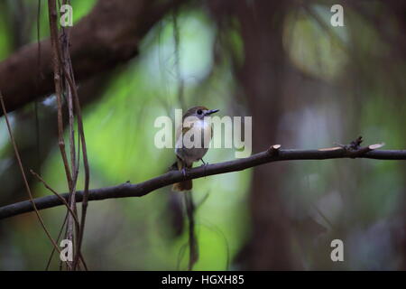 Fulvous-chested Dschungel-Fliegenschnäpper (Rhinomyias Olivacea) in Bali Barat Nationalpark, Insel Bali, Indonesien Stockfoto