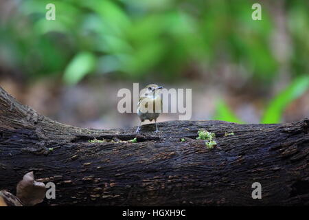 Fulvous-chested Dschungel-Fliegenschnäpper (Rhinomyias Olivacea) in Bali Barat Nationalpark, Insel Bali, Indonesien Stockfoto