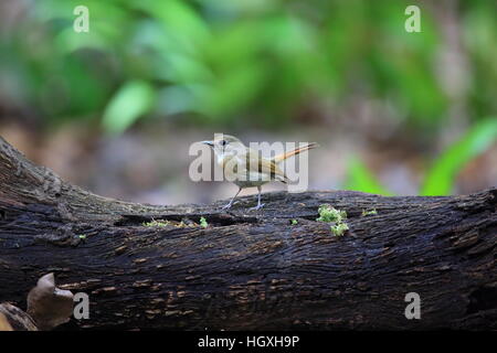 Fulvous-chested Dschungel-Fliegenschnäpper (Rhinomyias Olivacea) in Bali Barat Nationalpark, Insel Bali, Indonesien Stockfoto