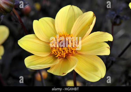 Dahlie 'hs' Stockfoto