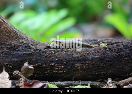 Andersons Mabuya (Eutropis Novemcarinata) im Bali Barat Nationalpark, Insel Bali, Indonesien Stockfoto