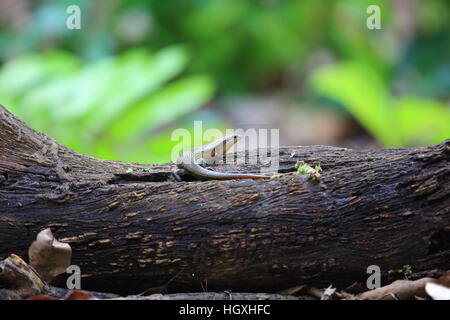 Andersons Mabuya (Eutropis Novemcarinata) im Bali Barat Nationalpark, Insel Bali, Indonesien Stockfoto