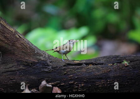 Fulvous-chested Dschungel-Fliegenschnäpper (Rhinomyias Olivacea) in Bali Barat Nationalpark, Insel Bali, Indonesien Stockfoto