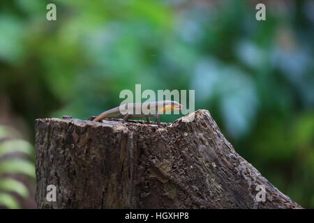 Andersons Mabuya (Eutropis Novemcarinata) im Bali Barat Nationalpark, Insel Bali, Indonesien Stockfoto