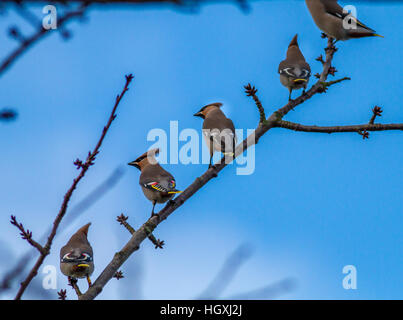 Waxwings (Bombycilla garrulus) auf einem Baum mit flügelfedern von ID des Alters gehockt Stockfoto