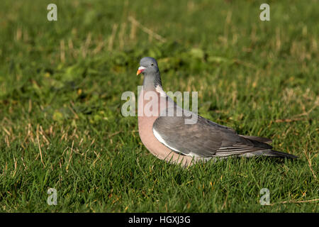 Woodpigeon Columba Palumbus Erwachsenen auf dem Boden Stockfoto