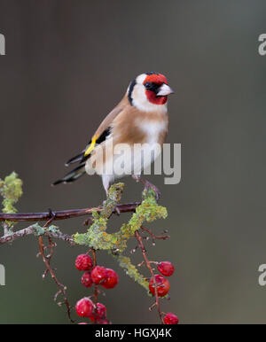 Stieglitz (Carduelis carduelis), Shropshire Grenzen, winter Stockfoto