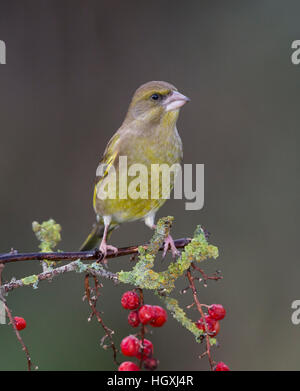 Grünfink, Zuchtjahr Chloris, Flechten bedeckt Zweig Stockfoto