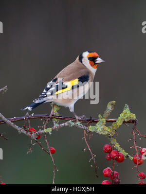 Stieglitz, Carduelis carduelis, Shropshire Grenzen Stockfoto