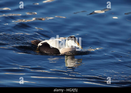 Gemeinsamen Eiderente Somateria Mollissima Männchen in der Zucht Gefieder schwimmen Stockfoto