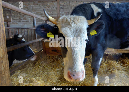 Kühe in einer Farm Heu essen Stockfoto