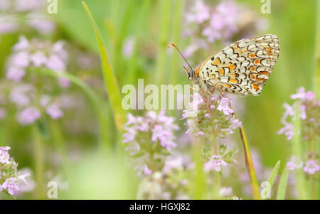 Monarch-Schmetterling auf Blume Fütterung Stockfoto