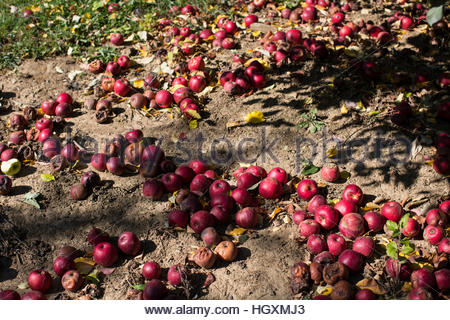 frische rote Äpfel in der Schale isoliert auf weißem ...