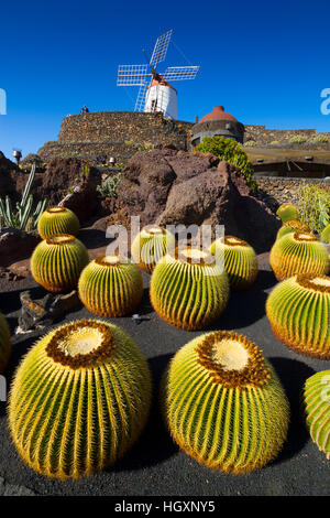 Golden Barrel Cactus oder goldene Kugel (Echinocactus Grusonii). Stockfoto