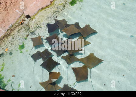 Kuhnasenrochen schwimmen in Bildung Stockfoto