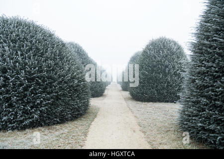 Feldweg mit gefrorenen Bäumen führt in weißen Nebel im winter Stockfoto