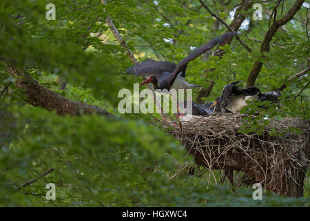 Schwarzstorch (Ciconia Nigra), Erwachsene, verlassen den Horst, nest, nach der Fütterung der Küken, seine Nachkommen, ausziehen, Wildtiere. Stockfoto