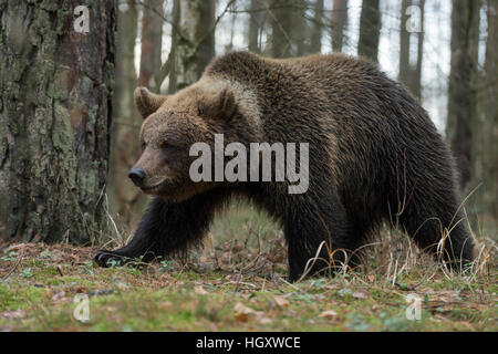 Europäischer Braunbär / Braunbaer (Ursus Arctos) zu Fuß durch einen natürlichen Wald, detaillierte Seitenansicht, in typischen Pose, stark. Stockfoto