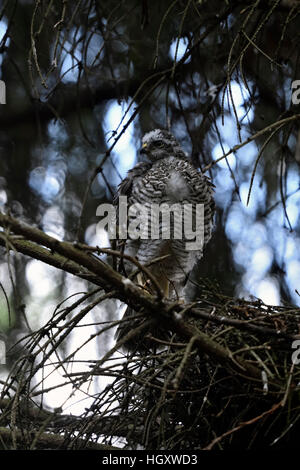 Sperber / Sperber (Accipiter Nisus), gerade flügge, junger Mann, thront auf einem Ast neben seinen Horst beobachten beiseite. Stockfoto