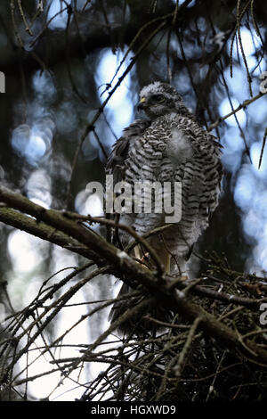 Sperber / Sperber (Accipiter Nisus), gerade flügge, junger Mann, thront auf einem Ast neben seinen Horst beobachten beiseite. Stockfoto