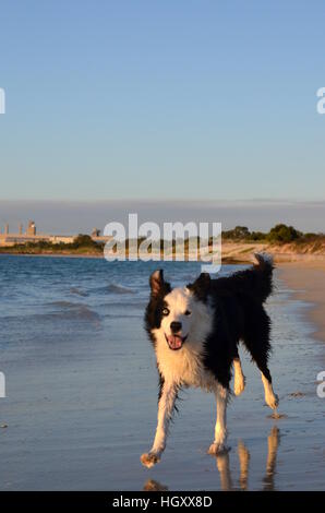 Ein Border-Collie laufen am Strand bei Sonnenuntergang Stockfoto