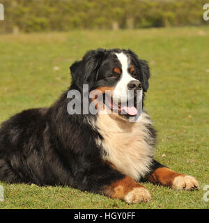 Berner Sennenhund Stockfoto